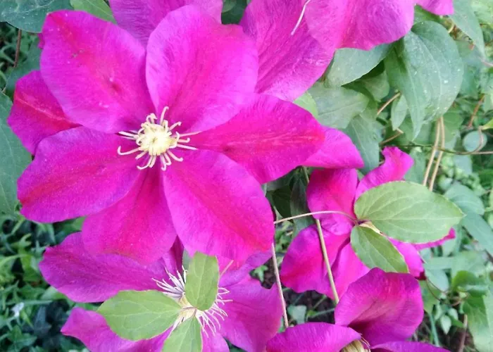 House Monika Apartment *