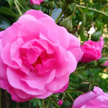 Apartment House Monika Poreč