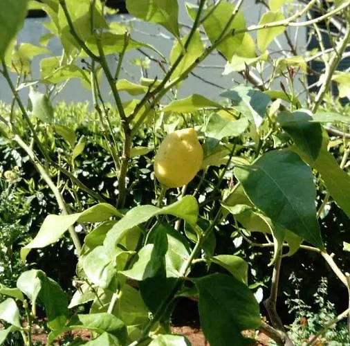 アパート House Monika *